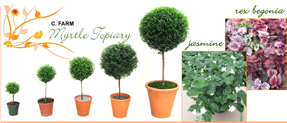 Myrtle Topiary