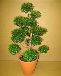 topiary myrtle multi ball height