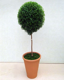 myrtle topiary globe ball height