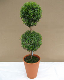 myrtle topiary ball double height