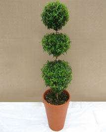 topiary myrtle triple ball height