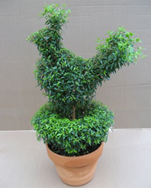 topiary myrtle nest bird height